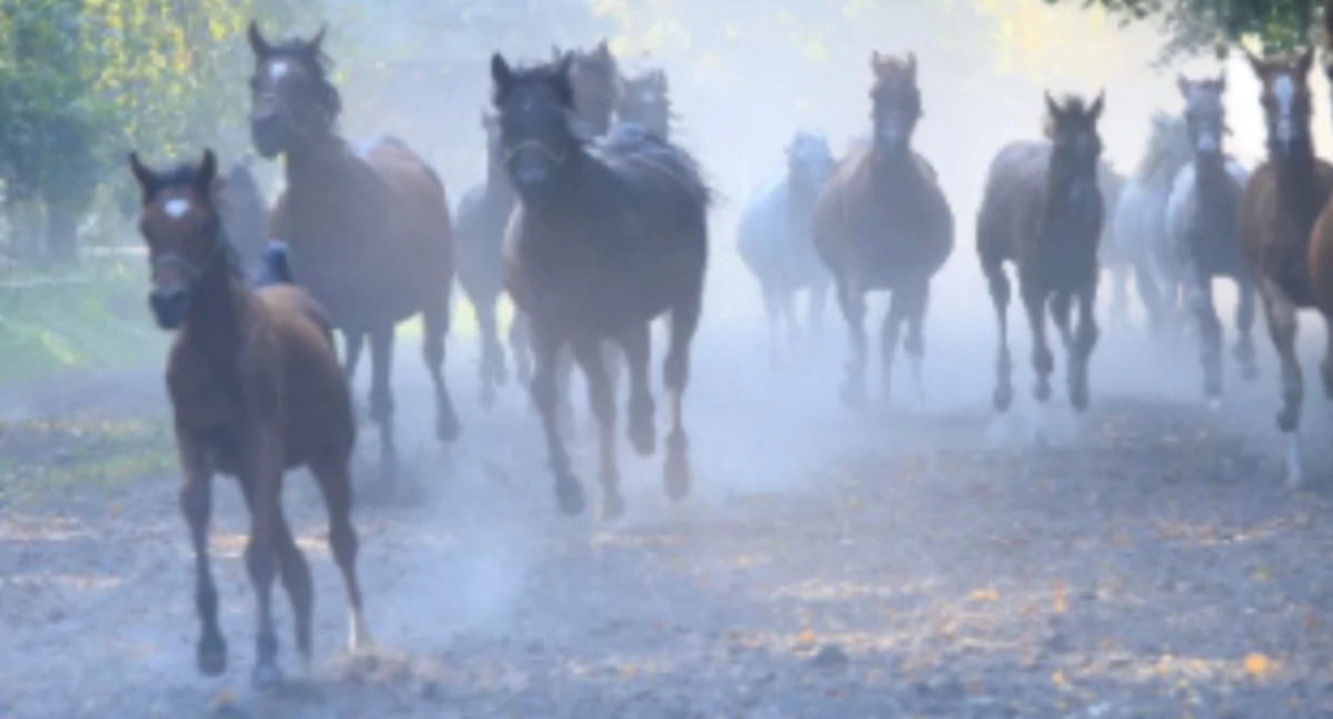 turystyka, Spotkanie temat rozwoju turystyki Janowie Podlaskim - zdjęcie, fotografia