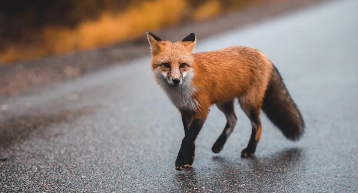 zdrowie, ostrzega rusza akcja szczepień lisów przeciw wściekliźnie dotykaj przynęt! - zdjęcie, fotografia