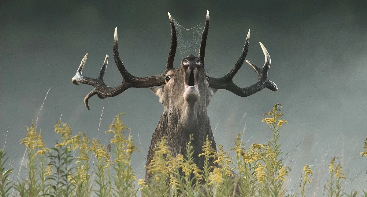 wystawy, „Natura teraz” Wyjątkowa wystawa fotografii przyrodniczej Białej Podlaskiej - zdjęcie, fotografia