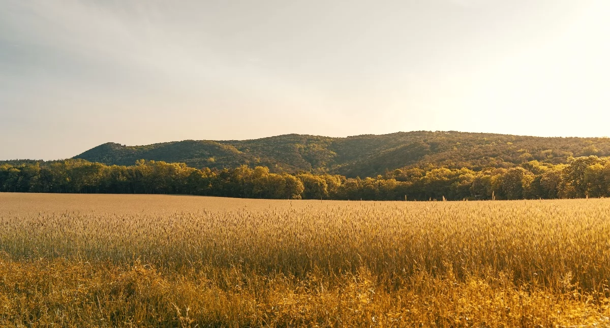 Artykuł sponsorowany, czego zależą średnie pszenżyta Polsce przewidzieć zmiany - zdjęcie, fotografia