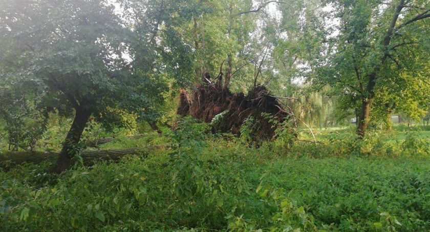wypadki, Jechał autem przerwóciło niego drzewo Zginął miejscu - zdjęcie, fotografia