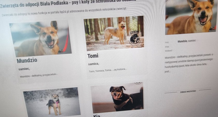 Pomoc, Wspólnie bialskim azylem uruchamiamy dział adopcję zwierząt - zdjęcie, fotografia