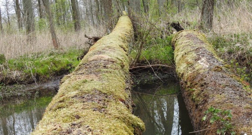 Pomoc, Koła łowieckie starostwo posprzątają - zdjęcie, fotografia