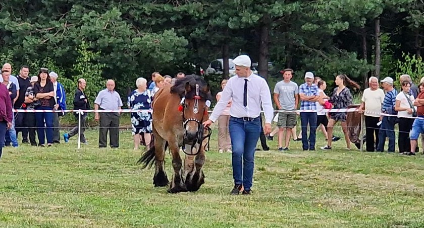 Pokazano najlepsze konie zimnokrwiste w Tucznej (fot. Weronika Sławińska)