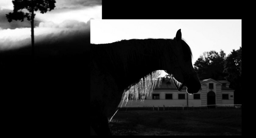 wystawy, Fotografia głosy wernisaż - zdjęcie, fotografia