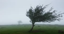 Trudne warunki w postaci silnych wiatrów w województwie lubelskim. Instytut Meteorologii i Gospodarki Wodnej wydał komunikat