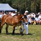 zdjęcie nr 164