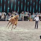 zdjęcie nr 29