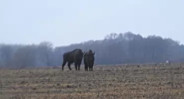 Niecodzienni goście w okolicach Kijowca-Kolonii. Mieszkańcy zgłaszają obecność żubrów