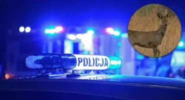 Nie udzielił pomocy rannemu zwierzęciu. Policjant z Międzyrzeca Podlaskiego stracił służbę, sprawę bada prokuratura