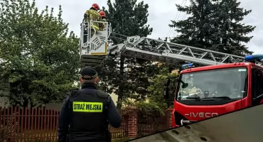 Sroka uwięziona w koronie drzewa! Dramatyczna akcja służb w centrum miasta