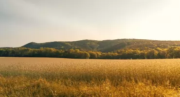 Od czego zależą średnie ceny pszenżyta w Polsce i jak przewidzieć ich zmiany?